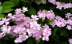 Izu No Hana Lacecap Hydrangea - 3 Gallon Pot -Garden Plant Store hydrangea macrophylla izu no ito 3