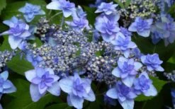 Izu No Hana Lacecap Hydrangea - 3 Gallon Pot -Garden Plant Store hydrangea macrophylla izu no ito 4