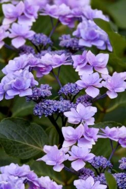 Izu No Hana Lacecap Hydrangea - 3 Gallon Pot -Garden Plant Store hydrangea macrophylla izu no ito 9