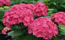 Let's Dance 'Big Band' Dwarf Hydrangea - 3 Gallon Pot 10 Let's Dance 'Big Band' Dwarf Hydrangea - 3 Gallon Pot -Garden Plant Store hydrangea macrophylla lets dance big band 1
