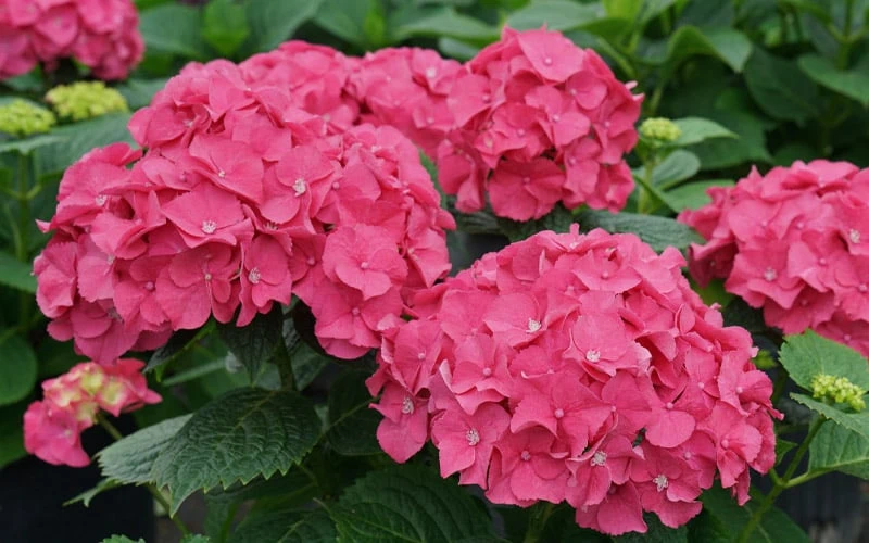 Let's Dance 'Big Band' Dwarf Hydrangea - 3 Gallon Pot 4 Let's Dance 'Big Band' Dwarf Hydrangea - 3 Gallon Pot - Image 4