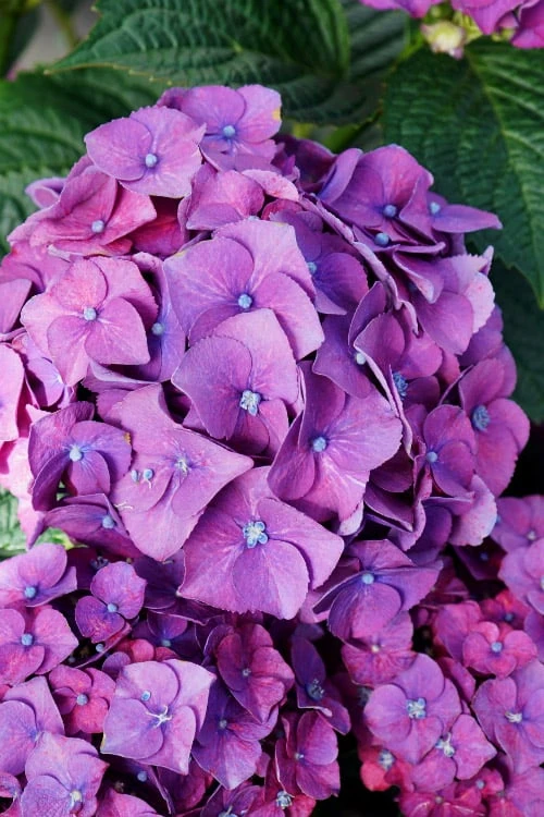 Let's Dance 'Big Band' Dwarf Hydrangea - 3 Gallon Pot 1 Let's Dance 'Big Band' Dwarf Hydrangea - 3 Gallon Pot