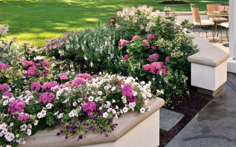 Let's Dance 'Big Band' Dwarf Hydrangea - 3 Gallon Pot 7 Let's Dance 'Big Band' Dwarf Hydrangea - 3 Gallon Pot - Image 7