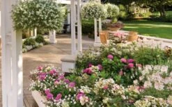 Let's Dance 'Big Band' Dwarf Hydrangea - 3 Gallon Pot 12 Let's Dance 'Big Band' Dwarf Hydrangea - 3 Gallon Pot -Garden Plant Store hydrangea macrophylla lets dance big band 4