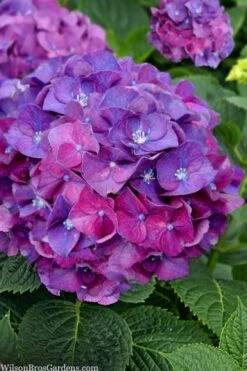 Let's Dance 'Big Band' Dwarf Hydrangea - 3 Gallon Pot 11 Let's Dance 'Big Band' Dwarf Hydrangea - 3 Gallon Pot -Garden Plant Store hydrangea macrophylla lets dance big band 5