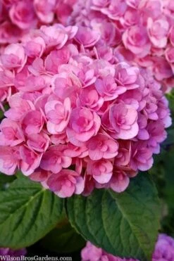 Love Hydrangea - 3 Gallon Pot -Garden Plant Store hydrangea macrophylla love 1
