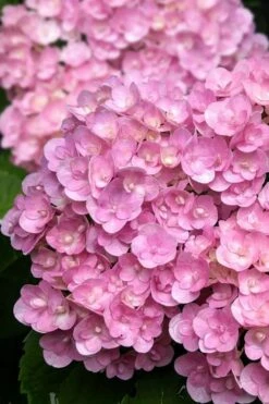 Love Hydrangea - 3 Gallon Pot -Garden Plant Store hydrangea macrophylla love 5