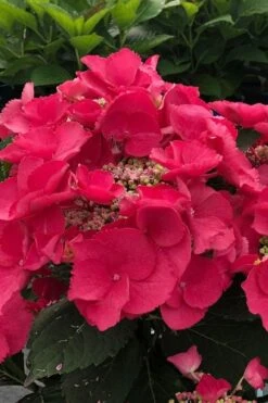 Cherry Explosion Hydrangea - 1 Gallon Pot 7 Cherry Explosion Hydrangea - 1 Gallon Pot -Garden Plant Store hydrangea macrophylla mckay cherry explosion 100 1