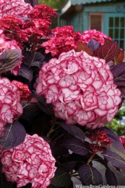 Miss Saori Hydrangea - 1 Gallon Pot -Garden Plant Store hydrangea macrophylla miss saori 15