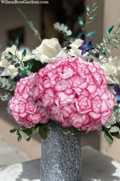 Miss Saori Hydrangea - 1 Gallon Pot -Garden Plant Store hydrangea macrophylla miss saori 20