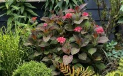 Miss Saori Hydrangea - 1 Gallon Pot -Garden Plant Store hydrangea macrophylla miss saori 9