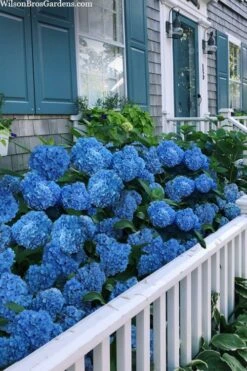 Nantucket Blue Hydrangea - 3 Gallon Pot 10 Nantucket Blue Hydrangea - 3 Gallon Pot -Garden Plant Store hydrangea macrophylla nantucket 2