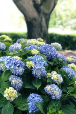Nantucket Blue Hydrangea - 3 Gallon Pot 13 Nantucket Blue Hydrangea - 3 Gallon Pot -Garden Plant Store hydrangea macrophylla nantucket 3