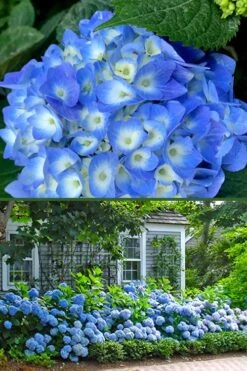 Nantucket Blue Hydrangea - 3 Gallon Pot 12 Nantucket Blue Hydrangea - 3 Gallon Pot -Garden Plant Store hydrangea macrophylla nantucket 4