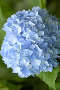Penny Mac Hydrangea - 2 Gallon Pot -Garden Plant Store hydrangea macrophylla penny mac 21 2