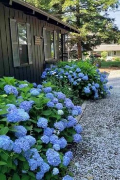 Penny Mac Hydrangea - 1 Gallon Pot 9 Penny Mac Hydrangea - 1 Gallon Pot -Garden Plant Store hydrangea macrophylla penny mac 23