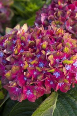 Pistachio Hydrangea - 5 Gallon Pot -Garden Plant Store hydrangea macrophylla pistachio 2 1