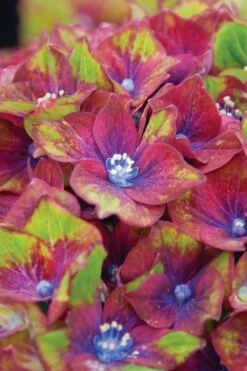 Pistachio Hydrangea - 5 Gallon Pot -Garden Plant Store hydrangea macrophylla pistachio 6 1