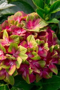 Pistachio Hydrangea - 5 Gallon Pot -Garden Plant Store hydrangea macrophylla pistachio 7 1