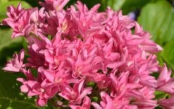 Princess Diana Hydrangea - 3 Gallon Pot -Garden Plant Store hydrangea macrophylla princess diana 1