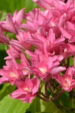 Princess Diana Hydrangea - 3 Gallon Pot -Garden Plant Store hydrangea macrophylla princess diana 3