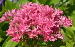 Princess Diana Hydrangea - 3 Gallon Pot -Garden Plant Store hydrangea macrophylla princess diana 5