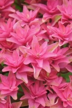 Princess Diana Hydrangea - 3 Gallon Pot -Garden Plant Store hydrangea macrophylla princess diana 6