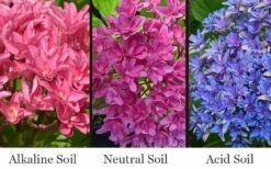 Princess Diana Hydrangea - 3 Gallon Pot -Garden Plant Store hydrangea macrophylla princess diana 8