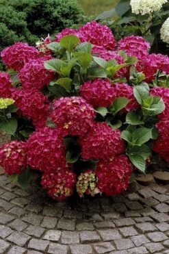 Red Sensation Hydrangea - 3 Gallon Pot -Garden Plant Store hydrangea macrophylla red sensation 2