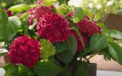 Red Sensation Hydrangea - 3 Gallon Pot -Garden Plant Store hydrangea macrophylla red sensation 6