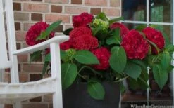 Red Sensation Hydrangea - 3 Gallon Pot -Garden Plant Store hydrangea macrophylla red sensation 7