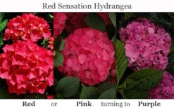 Red Sensation Hydrangea - 3 Gallon Pot -Garden Plant Store hydrangea macrophylla red sensation 8