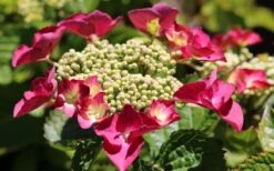 Teller Red Hydrangea - 1 Gallon Pot -Garden Plant Store hydrangea macrophylla teller red 3