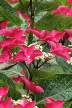 Teller Red Hydrangea - 1 Gallon Pot -Garden Plant Store hydrangea macrophylla teller red 4