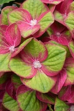 Tilt-A-Swirl Hydrangea - 3 Gallon Pot -Garden Plant Store hydrangea macrophylla tilt a swirl 4