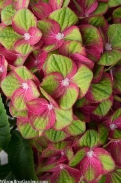 Tilt-A-Swirl Hydrangea - 3 Gallon Pot -Garden Plant Store hydrangea macrophylla tilt a swirl 5