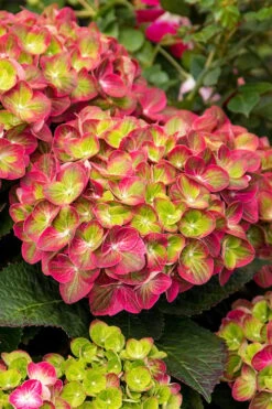 Tilt-A-Swirl Hydrangea - 3 Gallon Pot - SALE -Garden Plant Store hydrangea macrophylla tilt a swirl 7 1