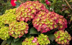 Tilt-A-Swirl Hydrangea - 3 Gallon Pot -Garden Plant Store hydrangea macrophylla tilt a swirl 8