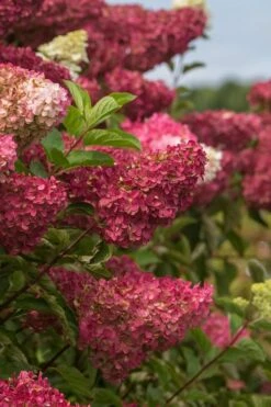 Berry White Panicle Hydrangea - 3 Gallon Pot -Garden Plant Store hydrangea paniculata berry white 5