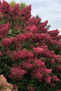 Berry White Panicle Hydrangea - 3 Gallon Pot -Garden Plant Store hydrangea paniculata berry white 7