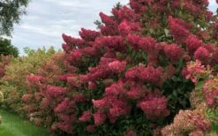 Berry White Panicle Hydrangea - 3 Gallon Pot -Garden Plant Store hydrangea paniculata berry white 8