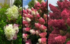 Berry White Panicle Hydrangea - 3 Gallon Pot -Garden Plant Store hydrangea paniculata berry white 9