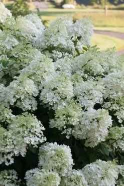 Bobo Hydrangea - 3 Gallon Pot -Garden Plant Store hydrangea paniculata bobo 3