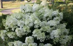 Bobo Hydrangea - 3 Gallon Pot -Garden Plant Store hydrangea paniculata bobo 4