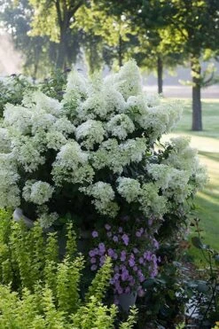 Bobo Hydrangea - 3 Gallon Pot -Garden Plant Store hydrangea paniculata bobo 5