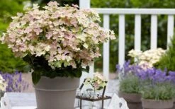 Early Evolution Hydrangea - 1 Gallon Pot -Garden Plant Store hydrangea paniculata early evolution 2