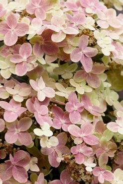 Early Evolution Hydrangea - 1 Gallon Pot -Garden Plant Store hydrangea paniculata early evolution 3