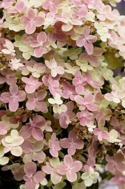 Early Evolution Hydrangea - 1 Gallon Pot -Garden Plant Store hydrangea paniculata early evolution 4