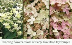 Early Evolution Hydrangea - 1 Gallon Pot -Garden Plant Store hydrangea paniculata early evolution 5