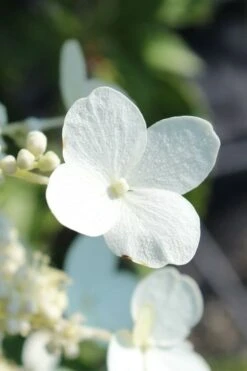 Kyushu Hydrangea - 3 Gallon Pot -Garden Plant Store hydrangea paniculata kyushu 23